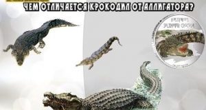 chem-otlichaetsya-krokodil-ot-alligatora-300x208