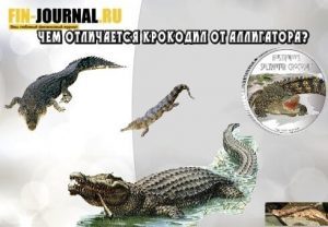 chem-otlichaetsya-krokodil-ot-alligatora-300x208